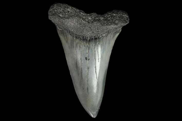 Fossil Mako Shark Tooth - South Carolina #128749